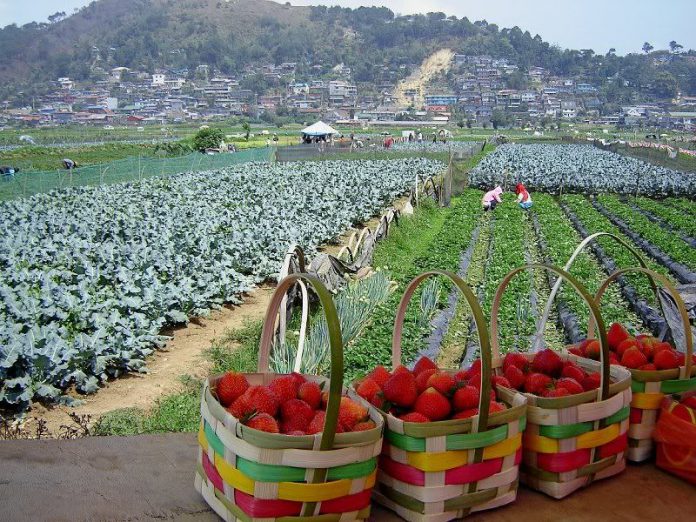 Baguio Strawberries